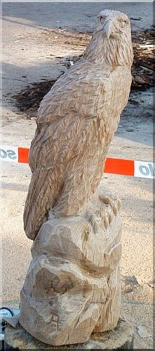 Steinadler