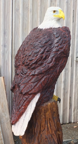 weikopfseeadlear  bald eagle lifesize adler eagle  motorsge kettensge schnitzen jochen adam holzwerker