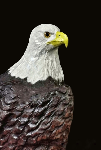 weikopfseeadler bald eagle lifesize adler eagle  motorsge kettensge schnitzen jochen adam holzwerker