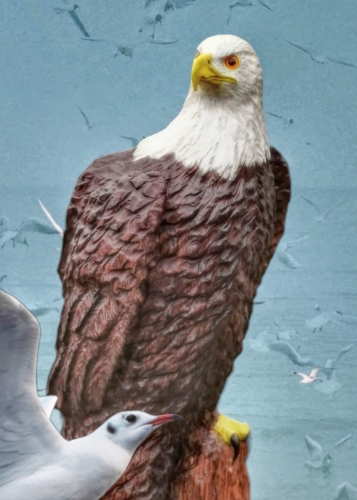 weikopfseeadler bald eagle lifesize adler eagle  motorsge kettensge schnitzen jochen adam holzwerker