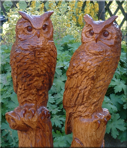 owls