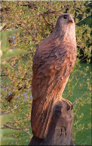 falke falcon holz motorsge kettensge schnitzen kettesgenkunst motorsgenkunst holzwerker